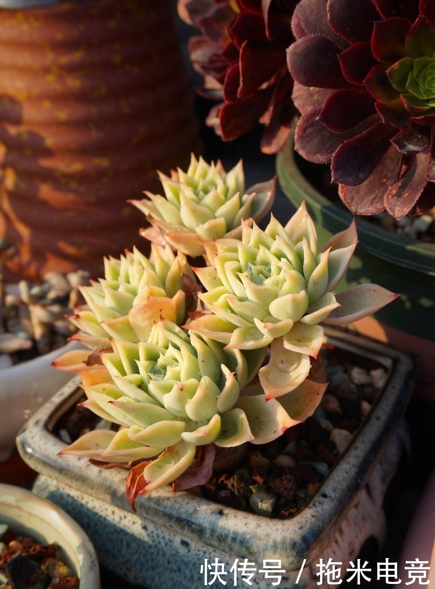 春天,去天台赏肉