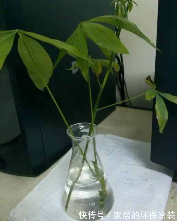 进入10月,建议扦插5种花,温度适宜利于生根,成活率直线上升