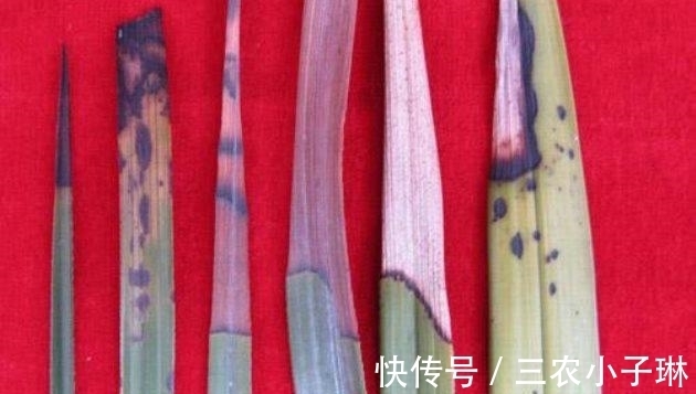 真菌|兰花病害防治: 兰花叶子发黑的三大原因以及处理方法