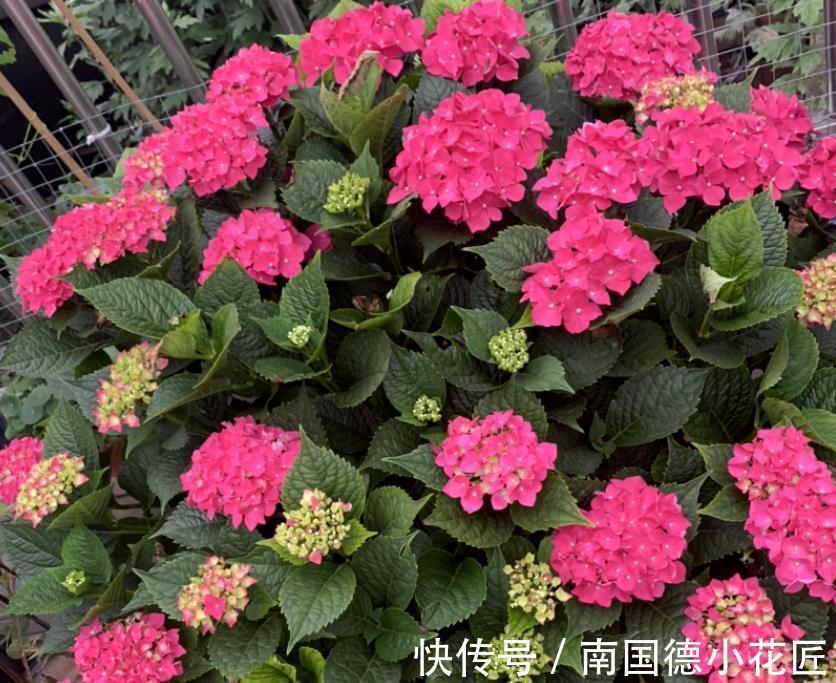 秋天|5种漂亮花，立秋之后快扦插，天凉快，生根快，成活多