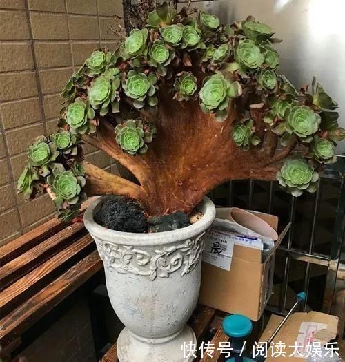 境界|养肉的最高境界,多肉都缀化了,长成了小树桩,像极了孔雀开屏