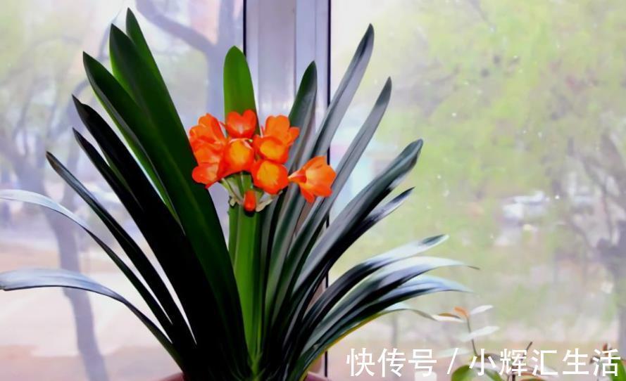 12月养君子兰,满足3个条件,叶片油绿长花箭,花开一茬接一茬