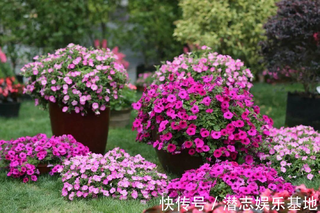6种“漂亮花”,长了就狠剪,舍不得剪害处大,耽误一年开花量