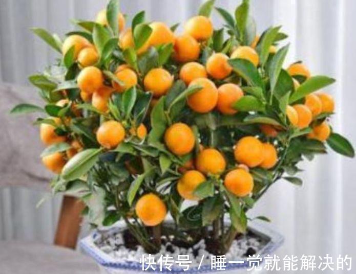 3种花适合新手养,好养又漂亮,不用管理也能开花,轻松爆满枝头