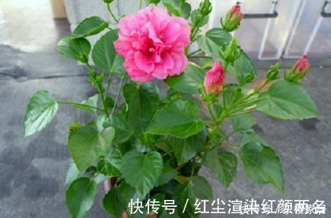 浇水|阳台养花草盆栽，秋冬该如何浇水？学会2招干湿判断技巧就够了