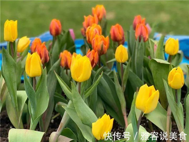 冬天|急性子养的6种花,长的快、爆花多,1盆能开大半年!