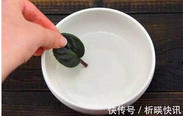 把以下叶子随手插土里,两周长出一盆少见的盆栽,花朵比叶子好看