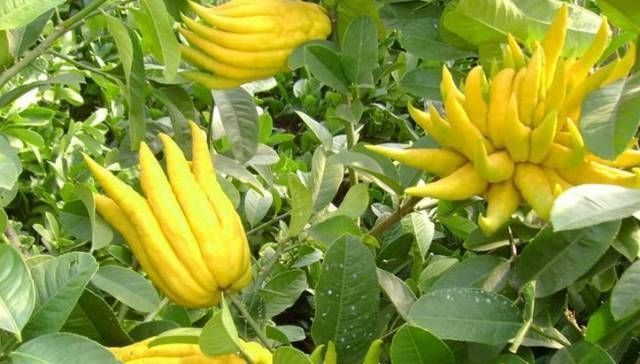 草莓|世界上最贵的水果,吃过3种以上的都是土豪啊