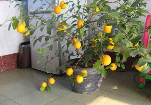 绿萝吊兰别养了,此种盆栽养1棵,家里细菌少一半,能开花结果