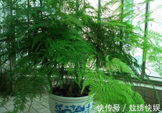 以下7种常养花施肥大全，告诫花友们一定不要在瞎施肥啦