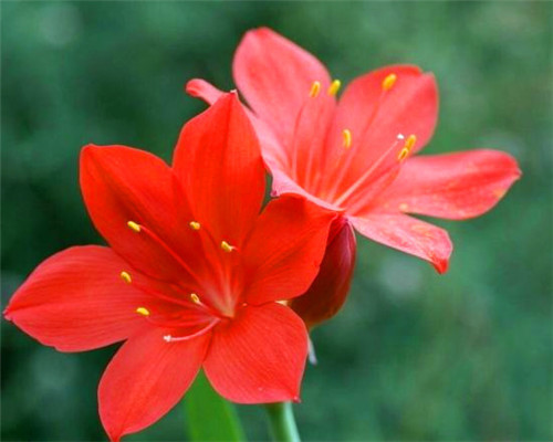 兰花科|紫根兰如何养爆盆教你3个养护紫根兰的小妙招,别说没提醒