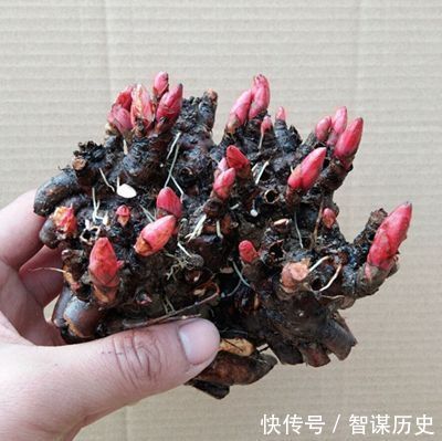 建议大家不管院子多大,种上5种花卉,香飘满园,全村最有面