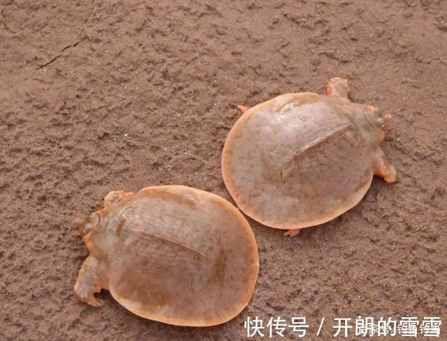 胆大包天，钓到鼋竟然敢网上公开叫卖！是钓鱼人的愚昧还是无知