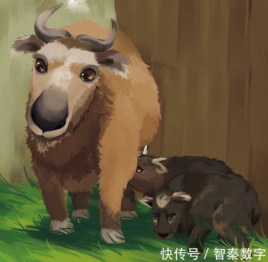 两米高|人与自然和谐共生教育:羚牛(上)