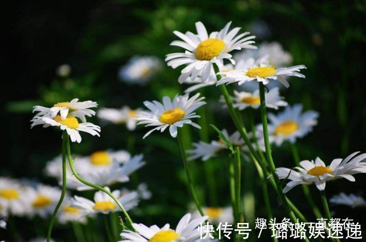 筋草|农村人常吃些珍贵野菜,用于治疗妇科疾病,子宫越来越干净