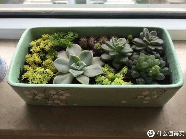 露台花园成型记（篇二）