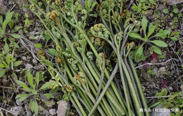 胡萝卜素|埋没在田间的4种抗癌野菜，多数人嫌脏不吃，比蒲公英要好100倍