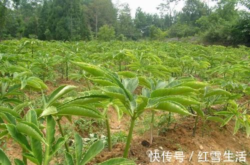 毒性|种植3千年,根茎毒性很大,却常用于做仿生肉,味道超赞