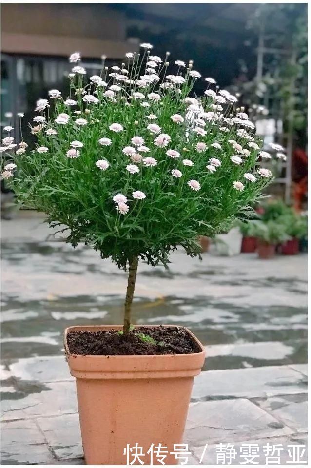 虎皮兰,红掌,吊兰养成老桩，变成大树，真壮观