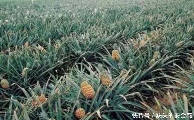 涨知识了!以前只吃过没见过,原来榴莲、山竹是这样长出来的