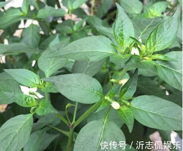 她在花盆里种了棵辣椒，一年能结7、8斤，第二年长成盆景，又结果