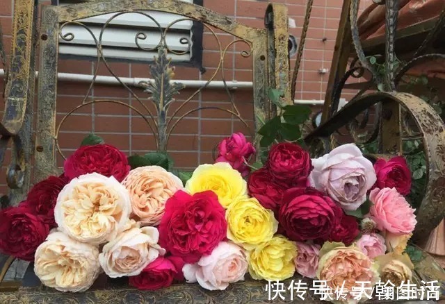 城市|在城市近郊买个40㎡的院子,闲暇时种种花草做做美食,惬意啊!