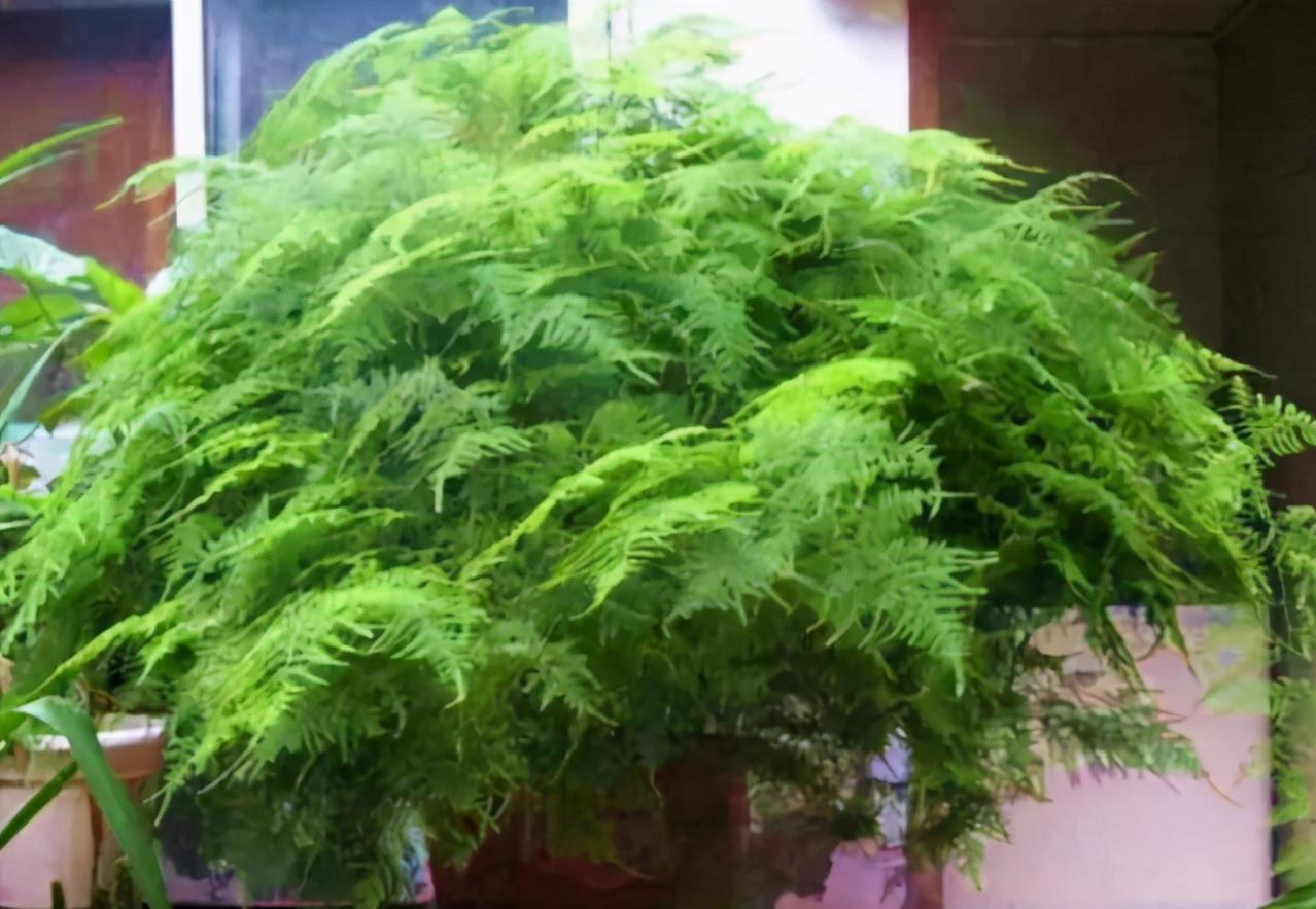 想换盆怕把花“换死”?教你一个“安全”的方法,换完快速生长