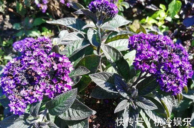 植株|和香水一样香的草,紫色花朵超迷人,阳台种一盆,又香又美