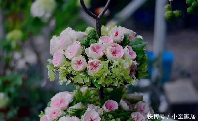 月季花|手把手教你月季花后促笋的方法