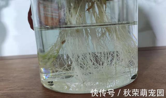 植物|真正适合“水培”的植物有5种，其他的水培是“遭罪”，难养好
