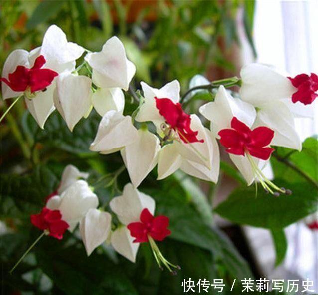 适合家养的几款花卉,提升格调和品味,清新自然,客厅必备