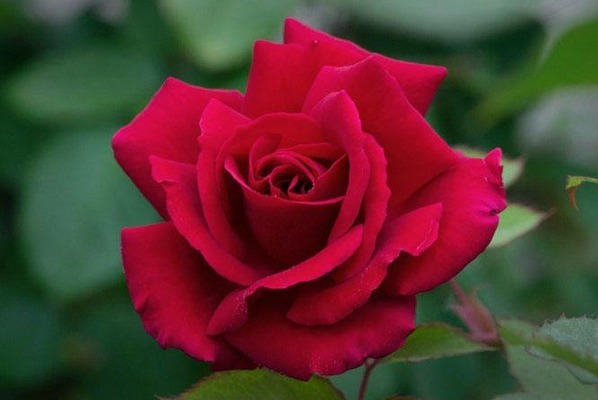 好运|一个人有这四个好习惯,才能好运连连不断,人生也会很顺利!