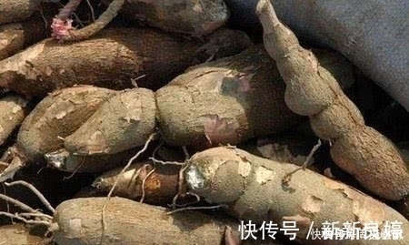 木薯|此高营养的植物却含有毒素,美国人从不碰,大家却常吃