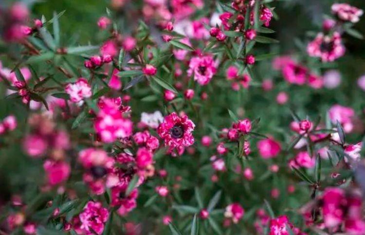 5种花，堪称“开花机器”，盛开时繁花似锦，花色美轮美奂