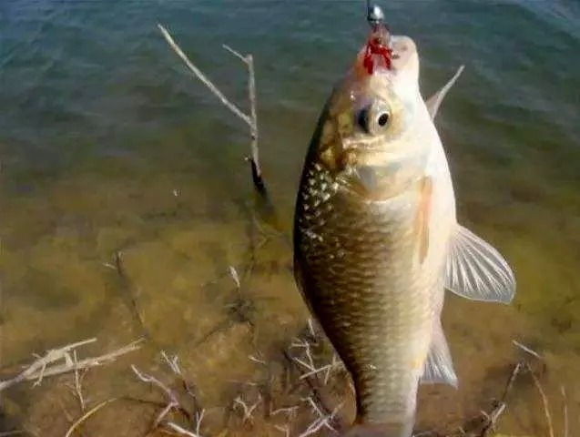 冬季太冷，鲫鱼就不好钓？试试老钓友这三招，每次下竿就狂拉