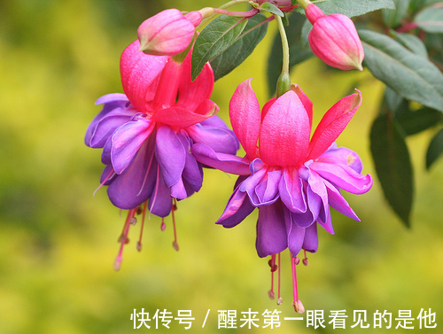 喜欢养护花卉,就在家中养护好养的3种花卉,太美了,很喜欢的花