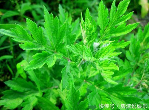 艾草在田间比较常见，艾草有什么功效和作用，艾叶洗头有哪些好处