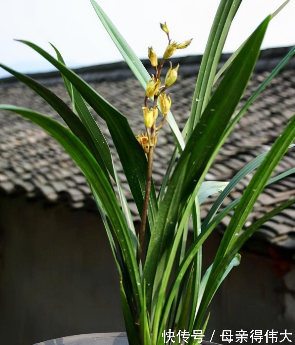 养殖|墨兰的叶片老是发黄,了解3点,及时改正,让叶片浓绿如墨