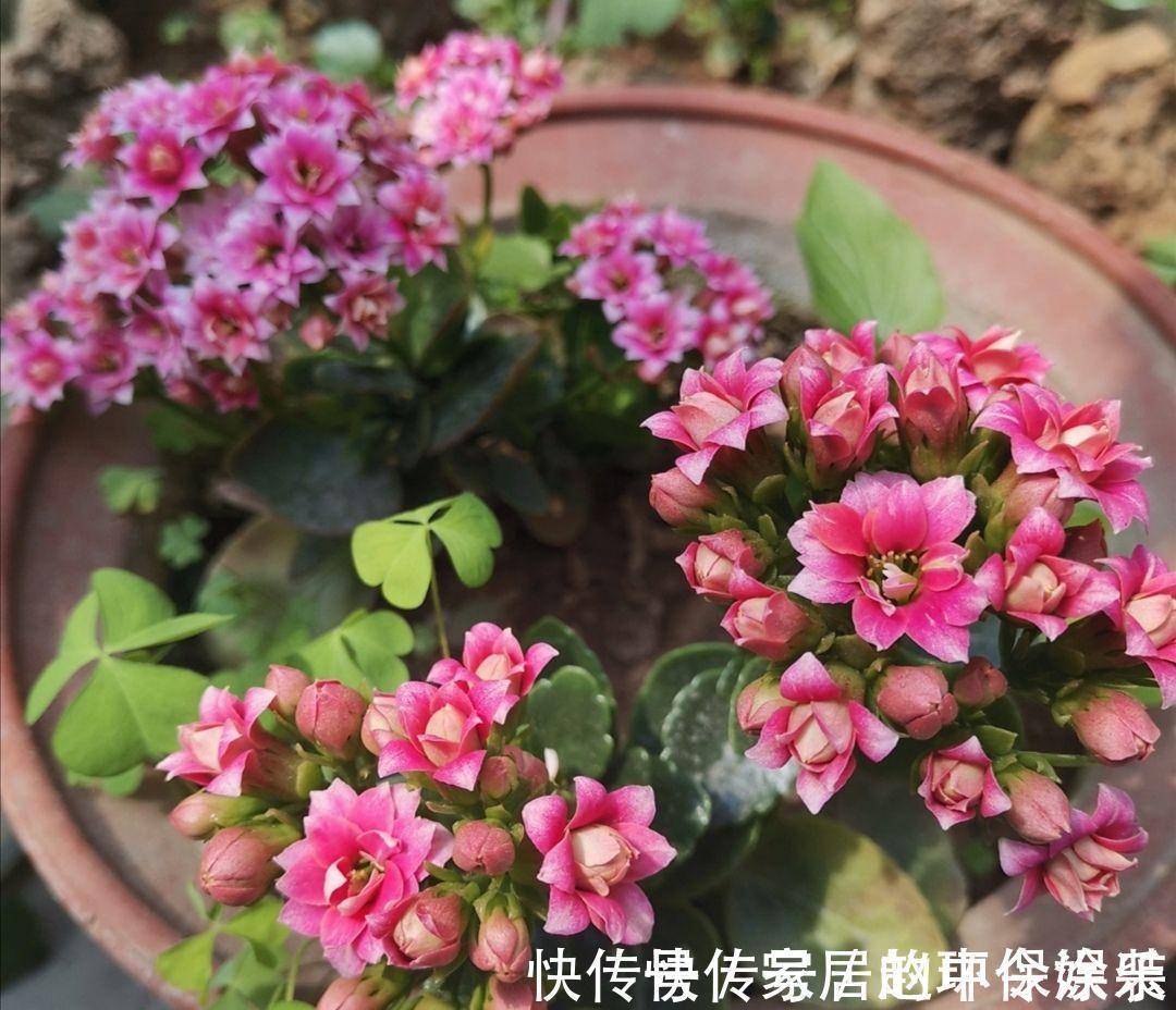 茶花|十月不知养啥花？看看这六种，好养又漂亮，可以放心入手