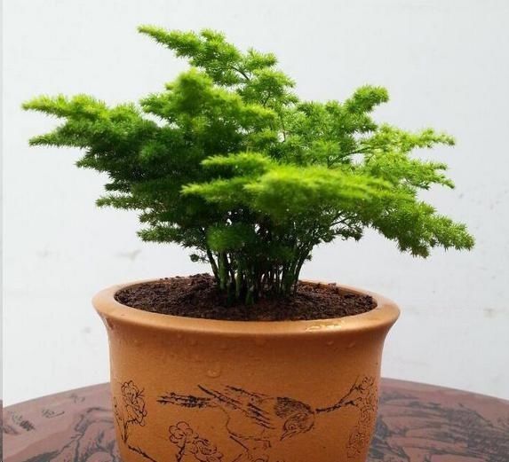 天门冬科|文竹与云竹有什么区别做好这两点,居然发现没区别