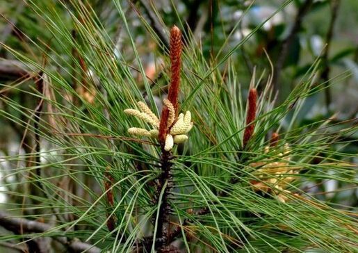 保健品|山里的这“针”,能治便秘与失眠,必要时还是急救良药