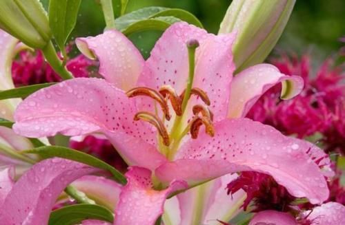 此款花卉，花艳易爆盆，沾点水就疯长，开花勤还爱爆盆，美