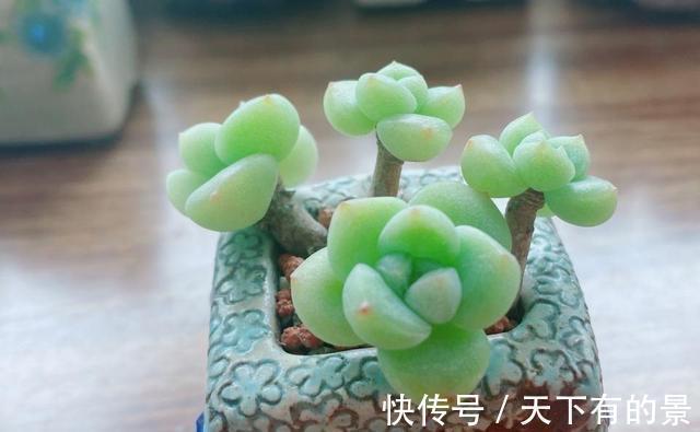 把多肉养绿很容易,但是能绿得这么漂亮的真是太难了,太喜欢了