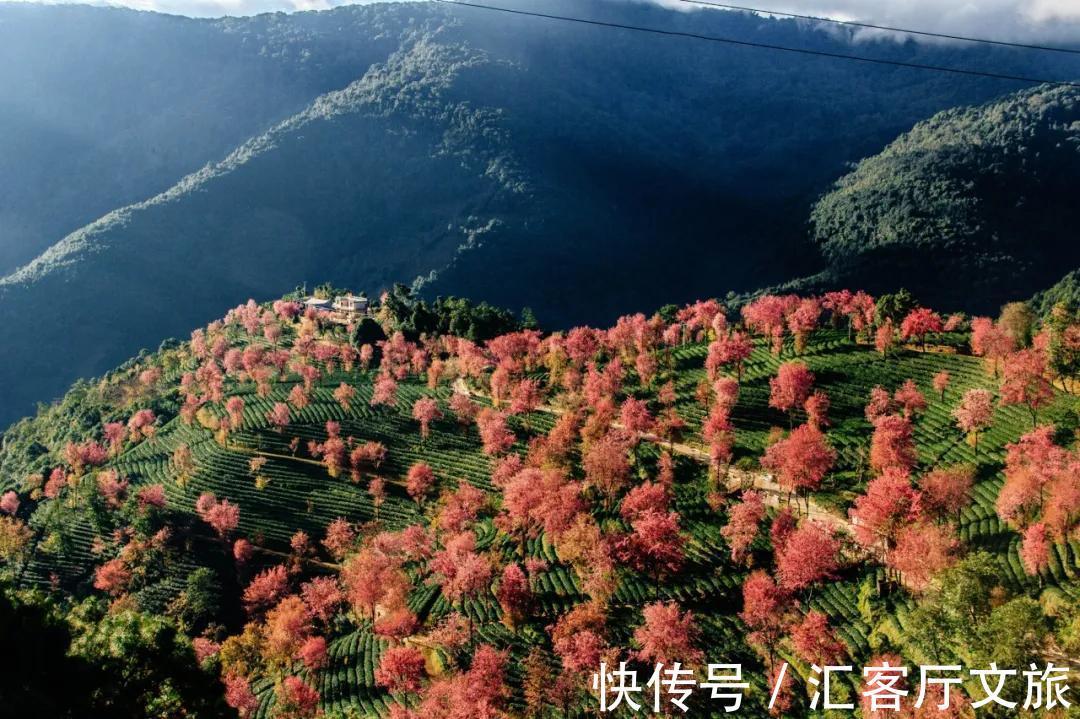 樱花|无量山，云南冬日里一场限定的浪漫！