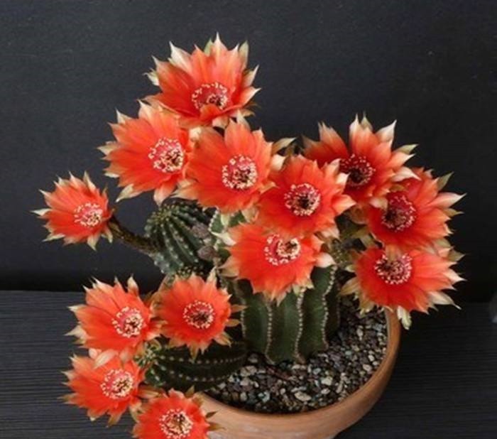 60岁的他,退休只养仙人球,10个品种,开花比月季还漂亮