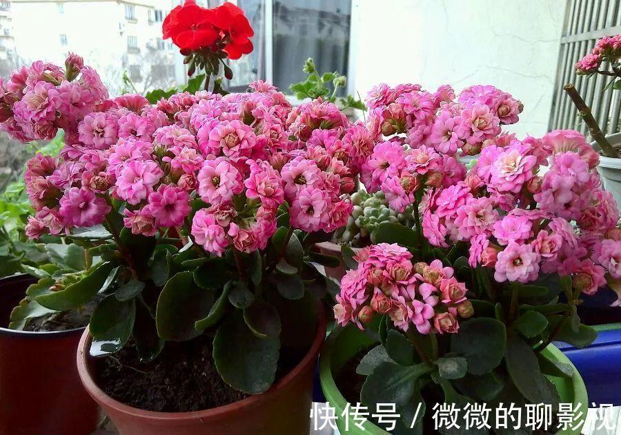 5种公认的富贵花，适合养客厅，贵气又吉祥，有钱人家都爱养