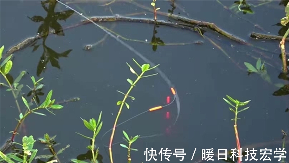 鲫鱼|盛夏草洞钓鲫鱼技巧,如何判断哪种草洞有大鲫鱼?应该用什么钓法