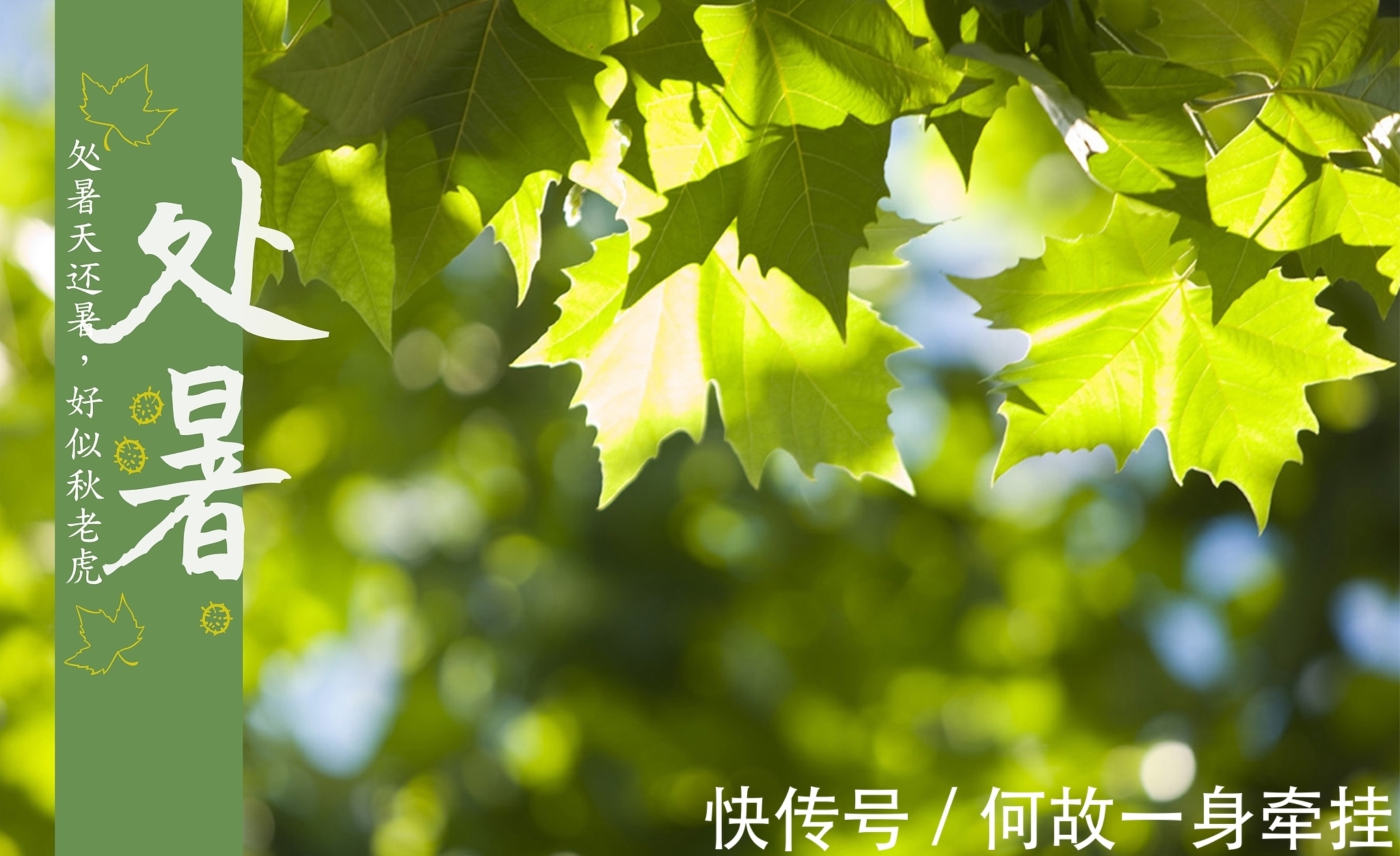 枯桐|小楼独上听秋雨,几片枯桐落石旁。处暑诗十首