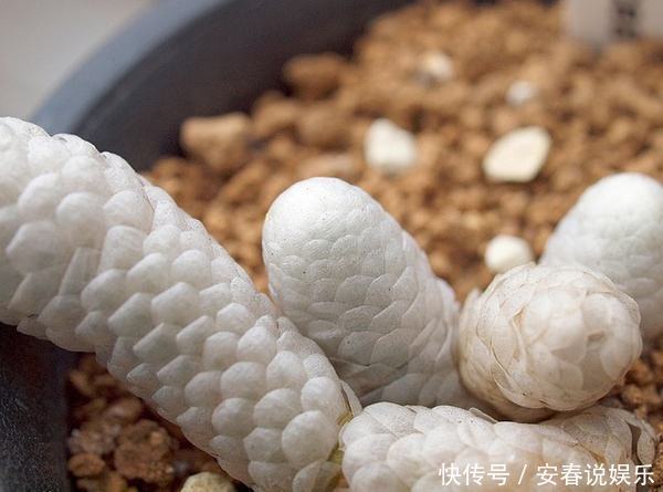 长相如此“吓人”的多肉你敢养吗,开花的样子确实很迷人