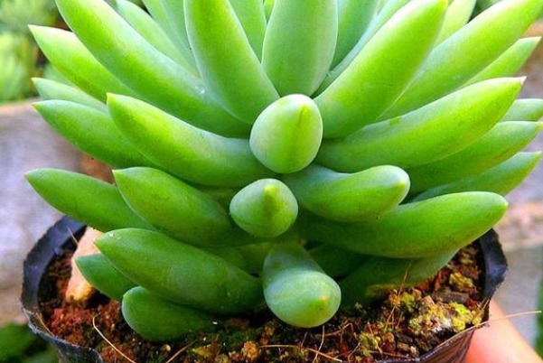 多肉千佛手不好养,注意三点雷区,不然歪歪扭扭上色难